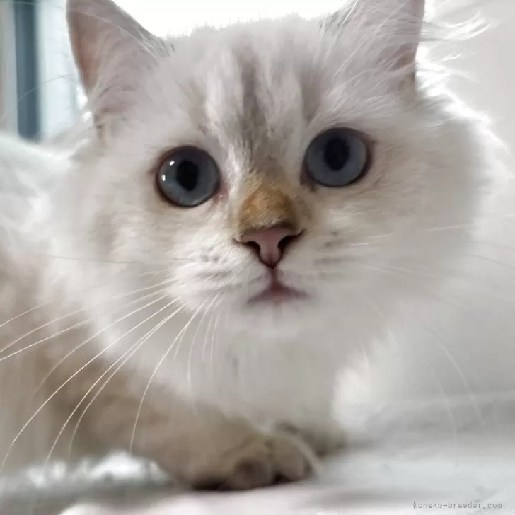 ブリティッシュショートヘア【兵庫県・女の子・2025年5月30日・シルバーポイント(変わるかも知れません)】の写真1