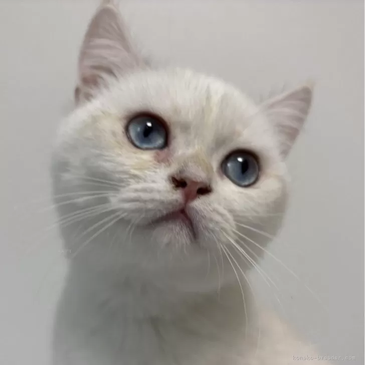 ID：2501-00509の子猫