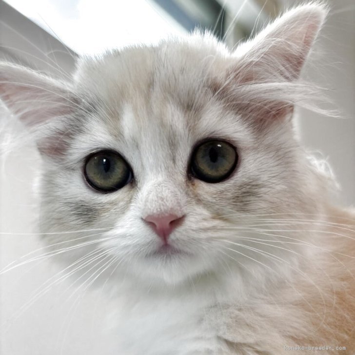 みき 様のお迎えした子猫