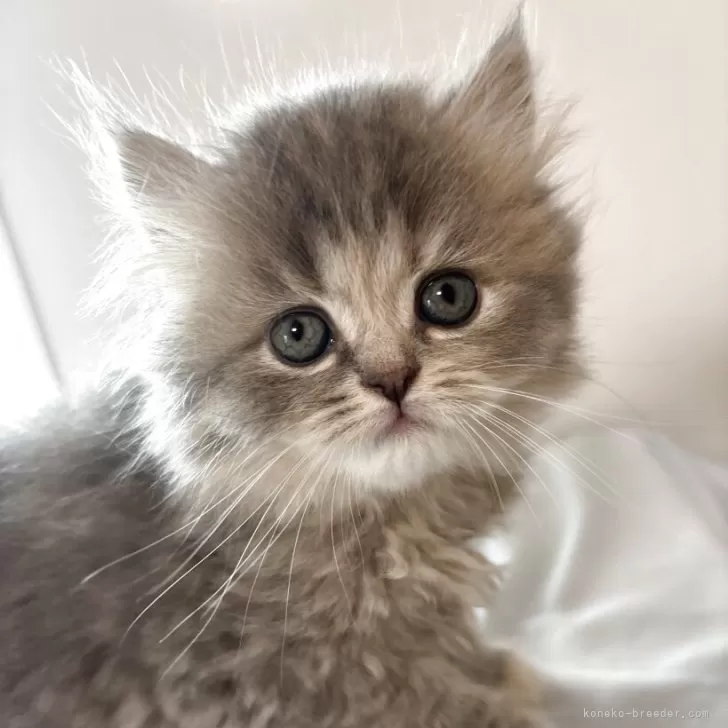 ID：2505-00878の子猫