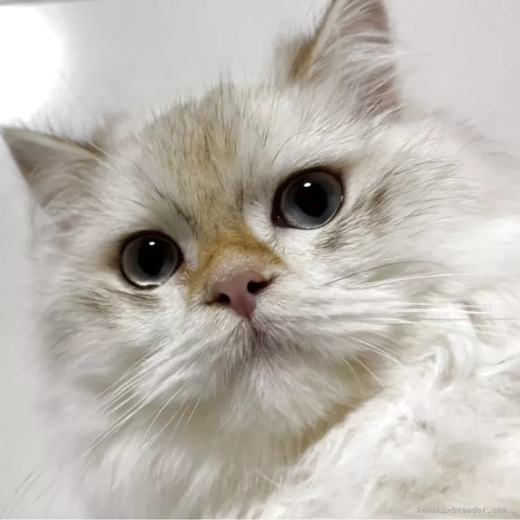 ブリティッシュロングヘア【兵庫県・男の子・2025年5月29日・シルバーポイント】の写真1