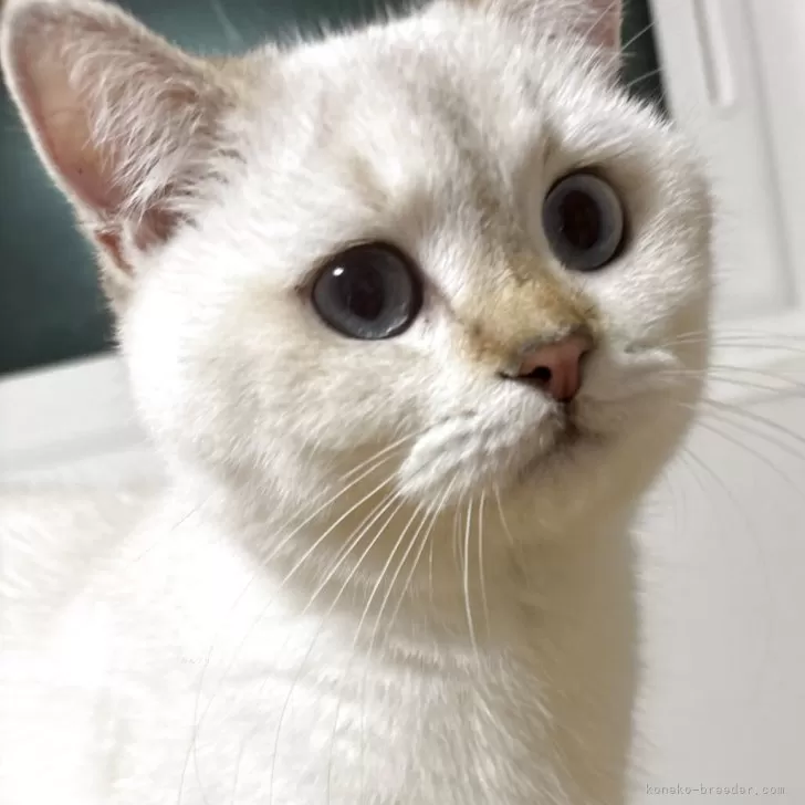 ブリティッシュショートヘア【兵庫県・男の子・2025年5月30日・シルバーポイント(変わるかも知れません)】の写真1