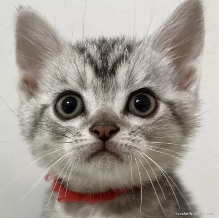 ID：2505-02149の子猫