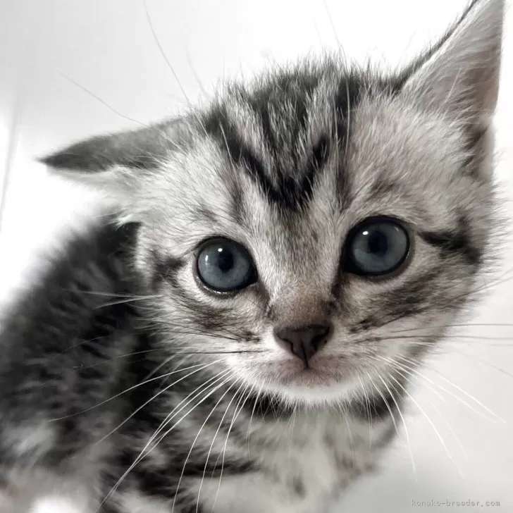 アメリカンショートヘア【兵庫県・女の子・2025年10月7日・シルバータビー】の写真1