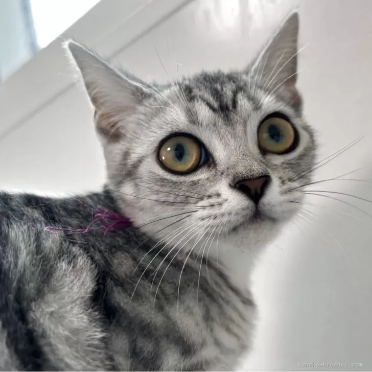 アメリカンショートヘア【兵庫県・女の子・2025年4月5日・シルバータビー】の写真1