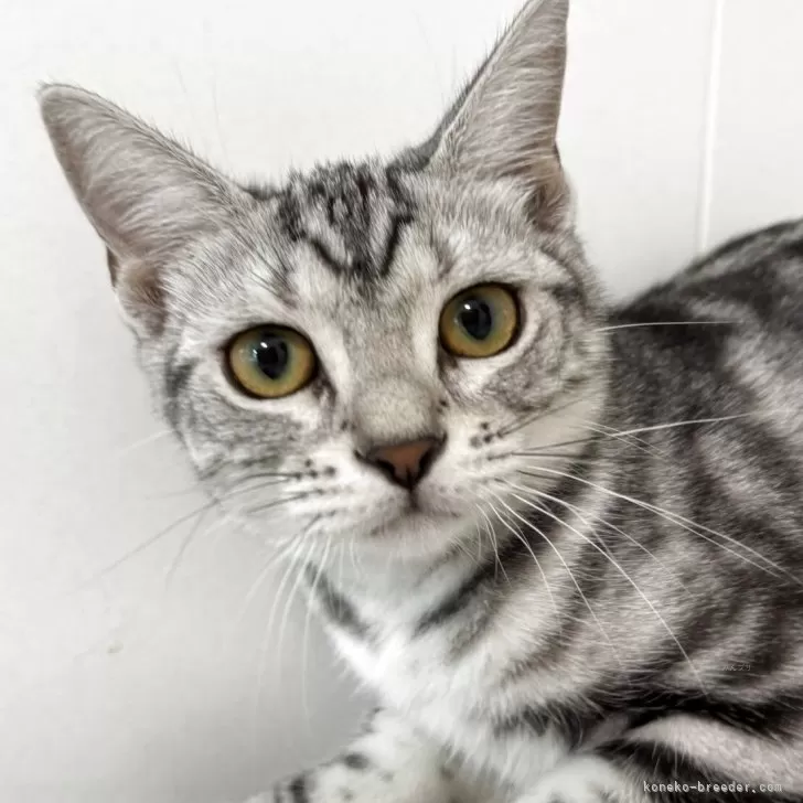 あめ 様のお迎えした子猫