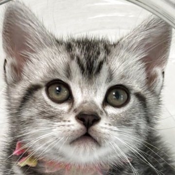 アメリカンショートヘア【兵庫県・男の子・2025年3月17日・シルバータビー】の写真「目が大きな男の子！」