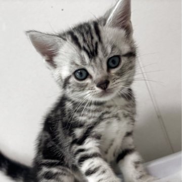 アメリカンショートヘア【兵庫県・男の子・2025年10月5日・シルバータビー】の写真「りりしいお顔の男の子⭐︎」