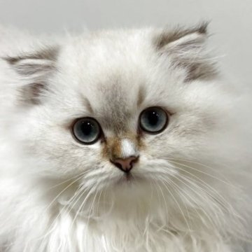 スコティッシュフォールド(折れ耳)【兵庫県・男の子・2025年7月7日・シルバーシェーテッド】の写真「毛量も多く整ったお顔
触られるの大好きです！」