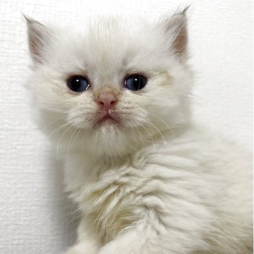 ブリティッシュショートヘア【兵庫県・女の子・2025年9月24日・シルバーポイント(変わるかも知れません)】の写真「整ったお顔です」