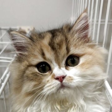 スコティッシュフォールド【兵庫県・女の子・2025年7月7日・キャリコ】の写真「人懐っこい女の子
おとなしいです」