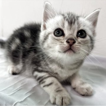 アメリカンショートヘア【兵庫県・女の子・2025年10月5日・シルバータビー】の写真「可愛いお顔の女の子」