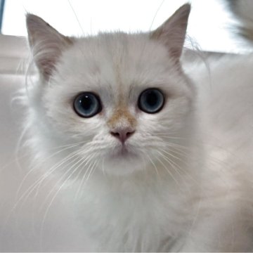 ブリティッシュロングヘア【兵庫県・男の子・2025年5月29日・シルバーポイント】の写真「ふわふわで可愛い男の子。撫でられるのが好きです」