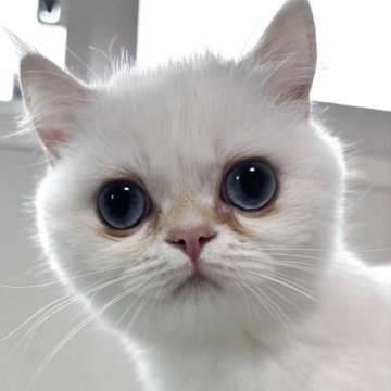 ブリティッシュショートヘア【兵庫県・女の子・2025年7月2日・シルバーポイント】の写真「とても人間好きな女の子。
目がとても大きいです」