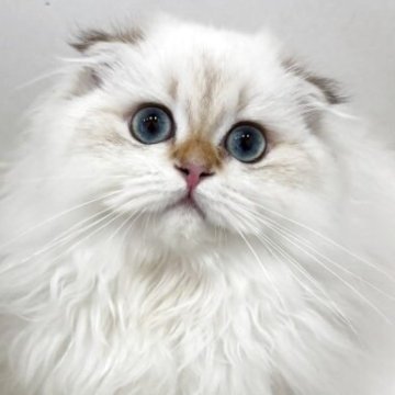 スコティッシュフォールド【兵庫県・女の子・2025年7月7日・ゴールデンポイント】の写真「瞳が大きい女の子。
ぬいぐるみみたいです」