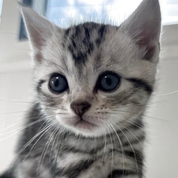 アメリカンショートヘア【兵庫県・男の子・2025年10月7日・シルバータビー】の写真「白黒が綺麗な男の子！」