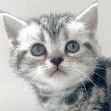 アメリカンショートヘア【兵庫県・女の子・2025年3月17日・シルバータビー】の写真「兄弟の中で一番可愛い女の子。柄が凄く綺麗です。」