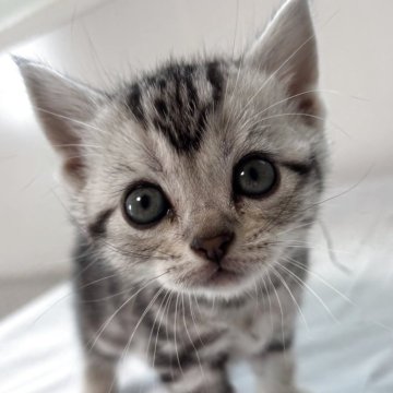 アメリカンショートヘア【兵庫県・女の子・2025年10月7日・シルバータビー】の写真「パッチリお目目の女の子！とても可愛いです！」