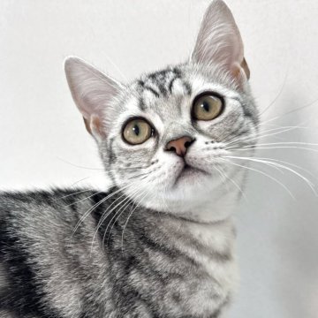 アメリカンショートヘア【兵庫県・女の子・2025年3月12日・シルバータビー】の写真「とっても可愛いお顔の女の子！
柄もよく出ています」