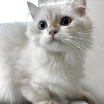 ブリティッシュロングヘア【兵庫県・男の子・2025年5月29日・シルバーポイント】の写真「食べるのが大好きな男の子。撫でられるのも好きです」