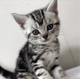 アメリカンショートヘア