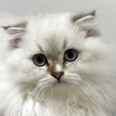 スコティッシュフォールド(折れ耳)