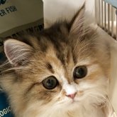 スコティッシュフォールド(立ち耳)