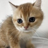 ブリティッシュショートヘア