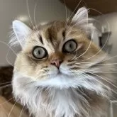 スコティッシュフォールド(立ち耳)【兵庫県・男の子・2024年6月25日・ブラウンティックドタビー】の写真1