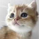 ブリティッシュショートヘア