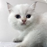 ブリティッシュショートヘア
