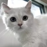 ブリティッシュロングヘア