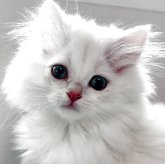 ブリティッシュロングヘア