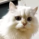 ブリティッシュショートヘア