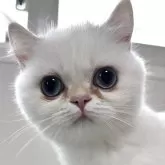 ブリティッシュショートヘア