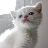 ブリティッシュショートヘア