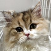 スコティッシュフォールド(立ち耳)