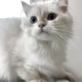 ブリティッシュロングヘア