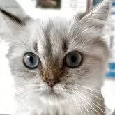 ブリティッシュロングヘア【兵庫県・女の子・2025年5月29日・シルバーポイント】の写真1