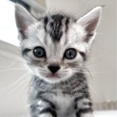 アメリカンショートヘア