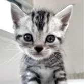 アメリカンショートヘア