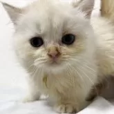 ブリティッシュショートヘア