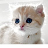 ブリティッシュショートヘア
