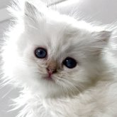 ブリティッシュロングヘア