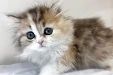 スコティッシュフォールド(立ち耳)【兵庫県・女の子・2025年7月7日・キャリコ】の写真2