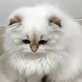 スコティッシュフォールド(折れ耳)【兵庫県・女の子・2025年7月7日・ゴールデンポイント】の写真2「性格も良い子です」