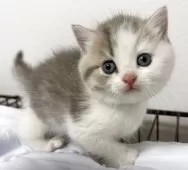 スコティッシュフォールド(立ち耳)【兵庫県・男の子・2025年6月21日・シルバータビー&ホワイト】の写真2