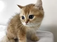 ブリティッシュショートヘア【兵庫県・男の子・2025年7月2日・ブラックゴールデンシェーテッド】の写真2