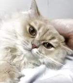 スコティッシュフォールド(立ち耳)【兵庫県・男の子・2025年3月25日・クリーム】の写真3