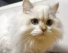 ブリティッシュロングヘア【兵庫県・男の子・2025年5月30日・シルバーポイント(変わるかも知れません)】の写真3